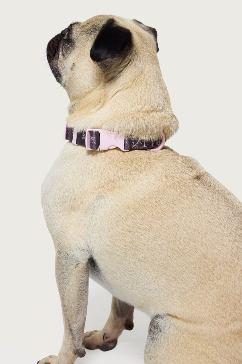 Bonney Bow Pet Collar